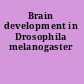 Brain development in Drosophila melanogaster