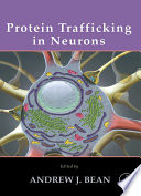 Protein trafficking in neurons