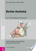 Bovine anatomy /