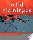 Wild flamingos /