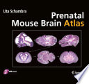 Prenatal mouse brain atlas