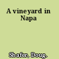 A vineyard in Napa